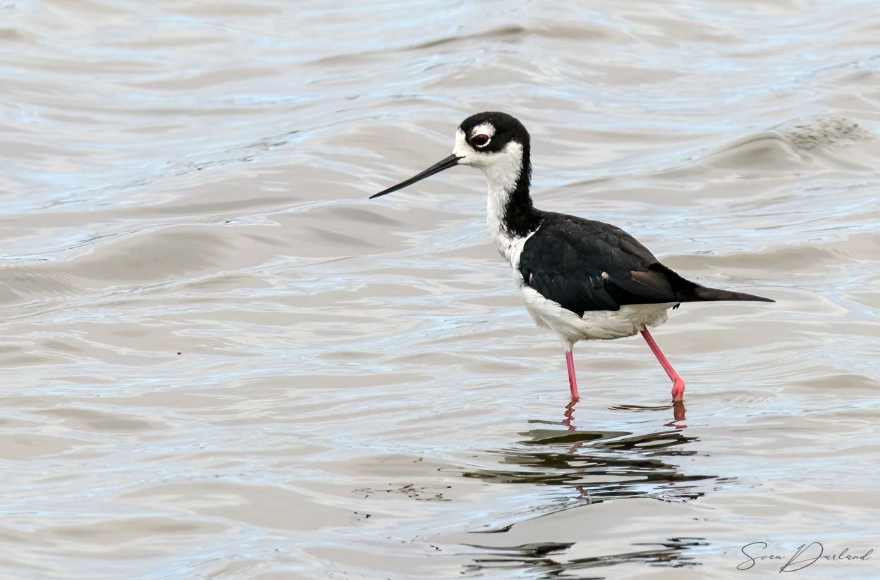 Stilt bird