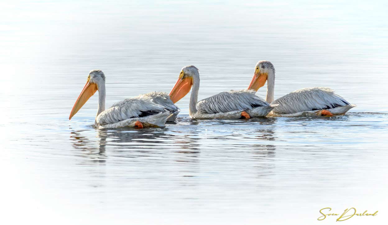 Three American White Pelicans