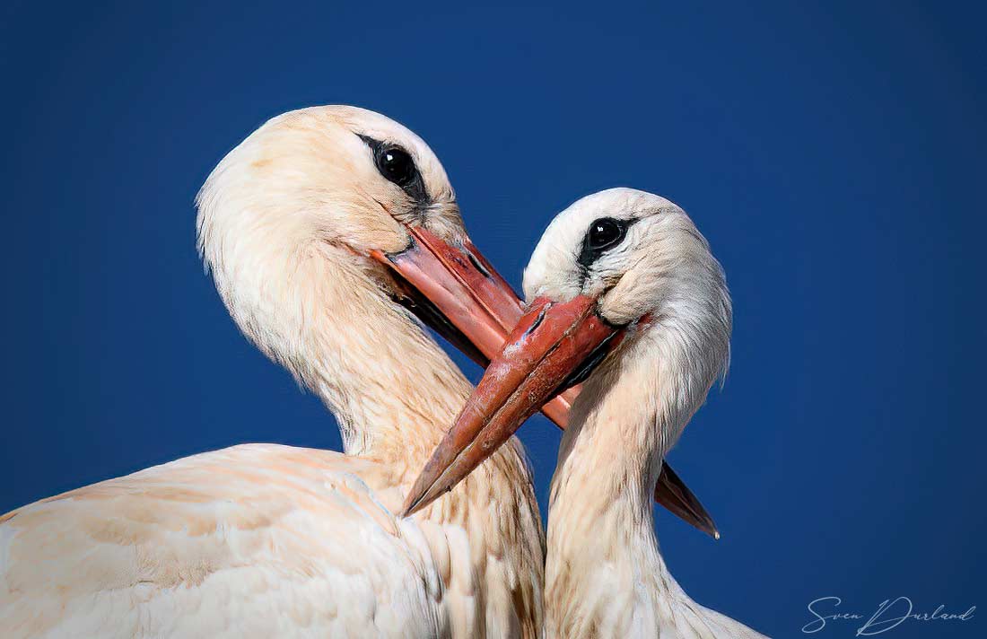 Faces of white Stork pair