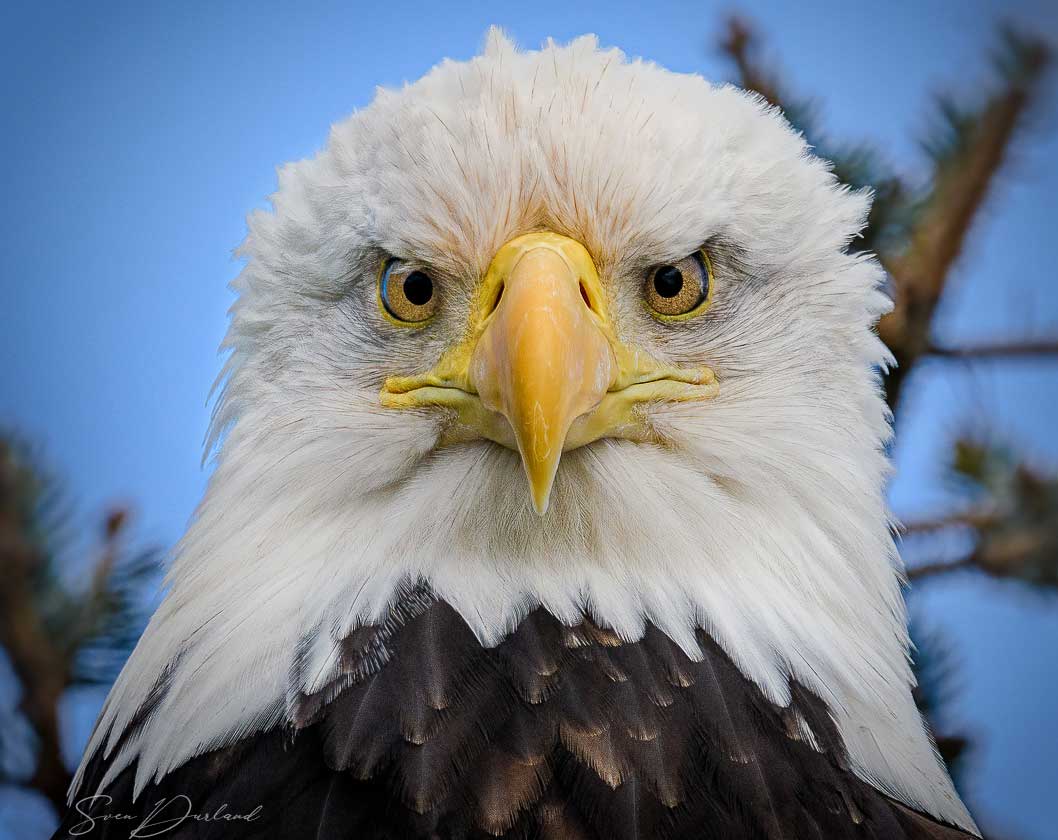 Close up Bald Eagle face