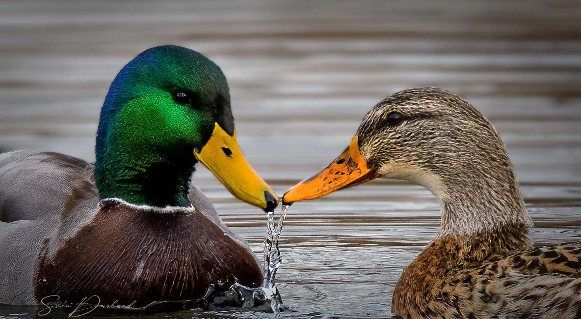 Faces of Mallard pair