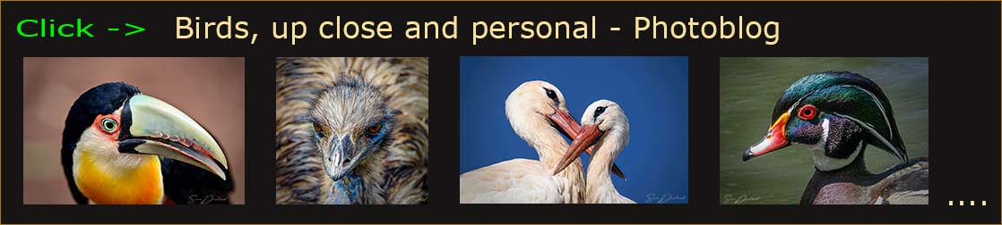 Bird faces banner