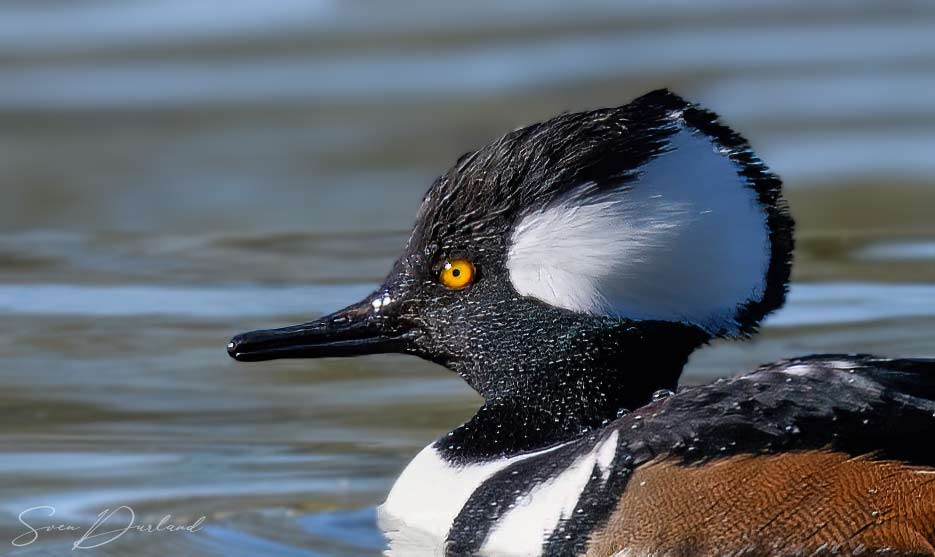 Hooded Merganser Face
