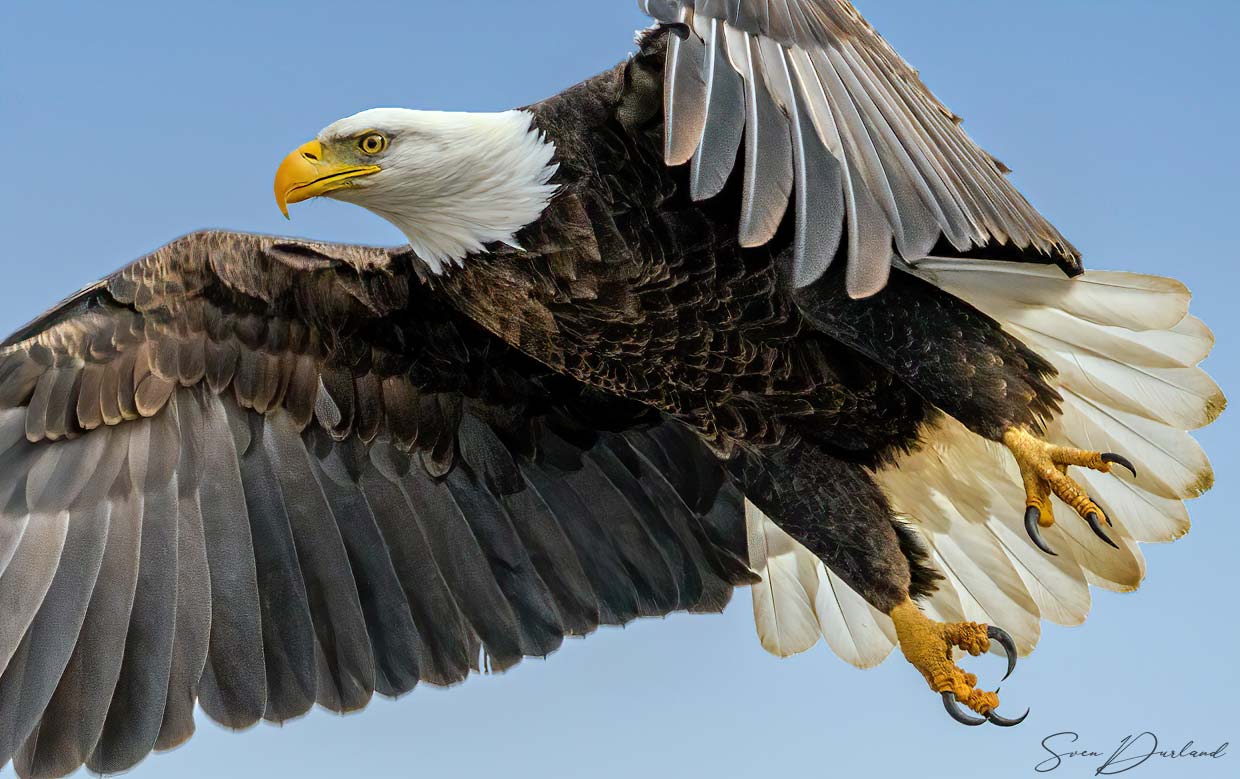 Close up Bald Eagle in flight