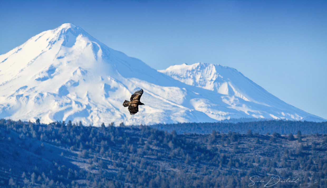 Immature Bald Eagle, Mt Shasta backdrop