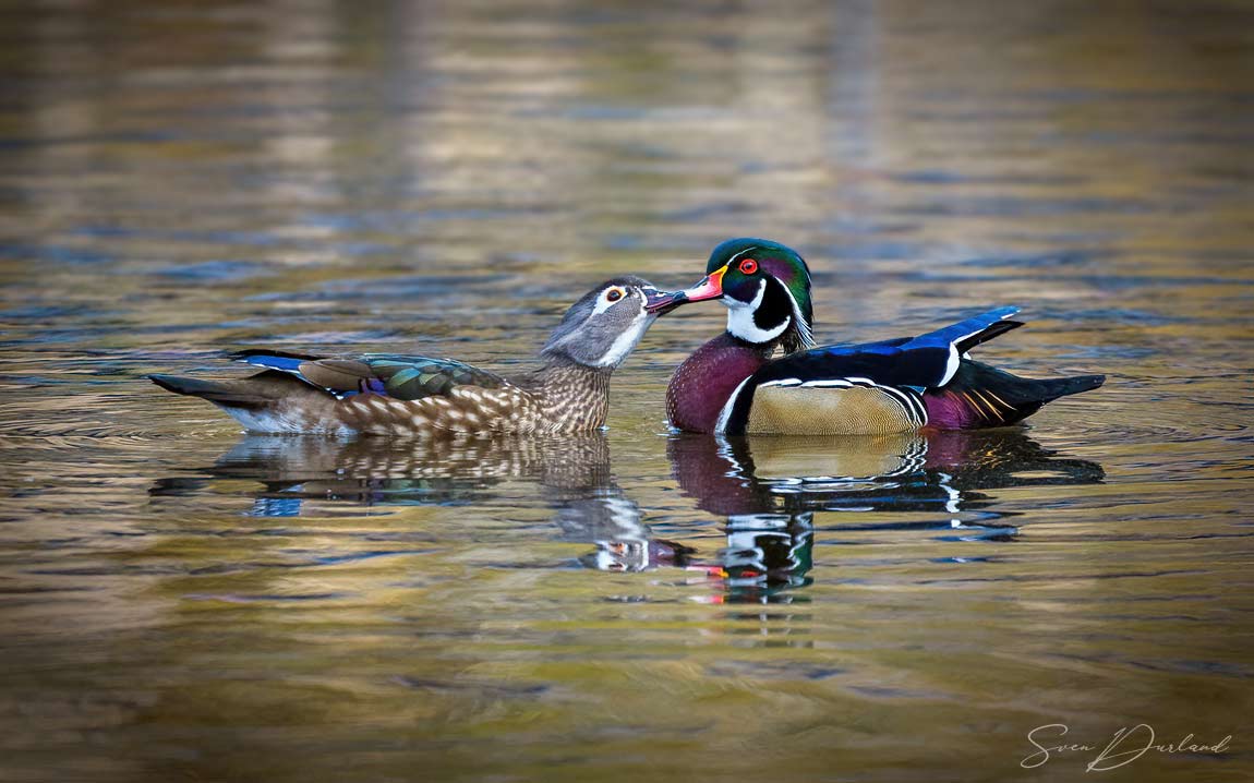 Wood Ducks - pair