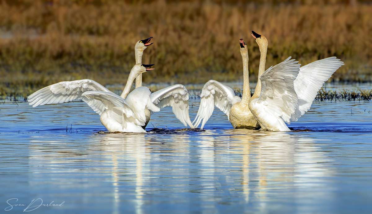 two swan couples showing off