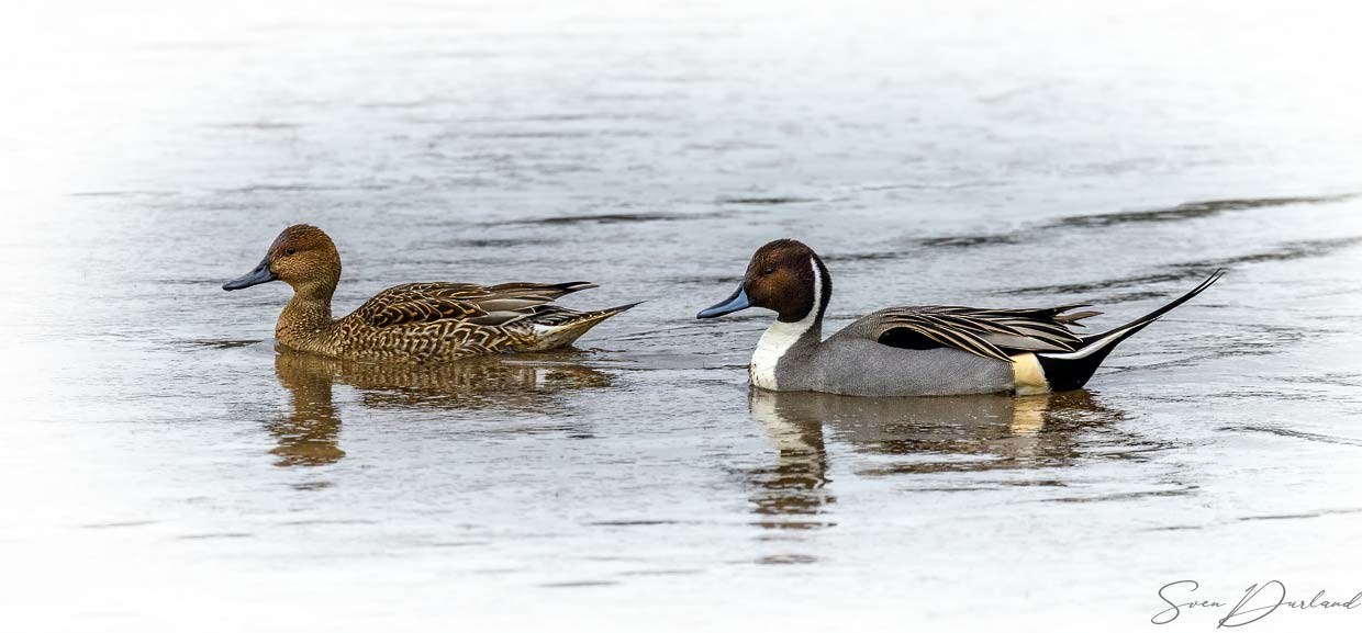 Northern Pintail pair