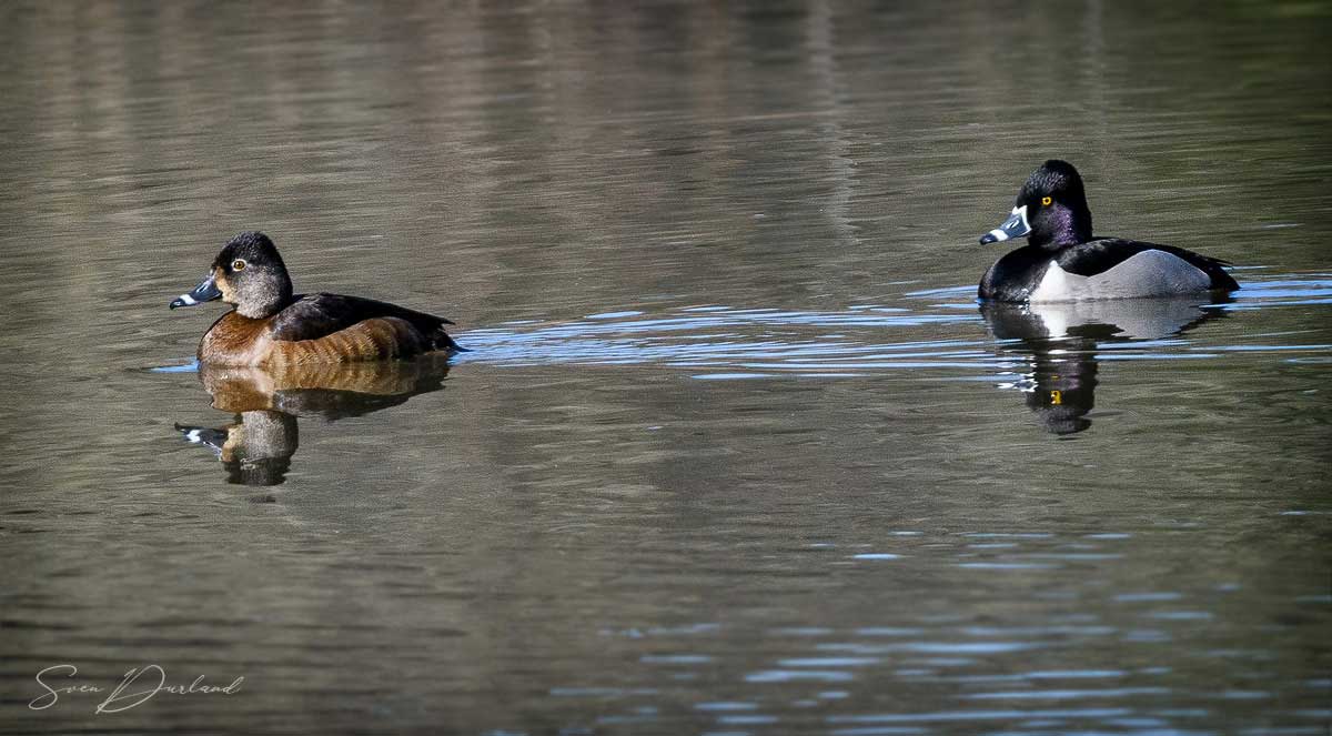 Ring-necked Ducks - pair