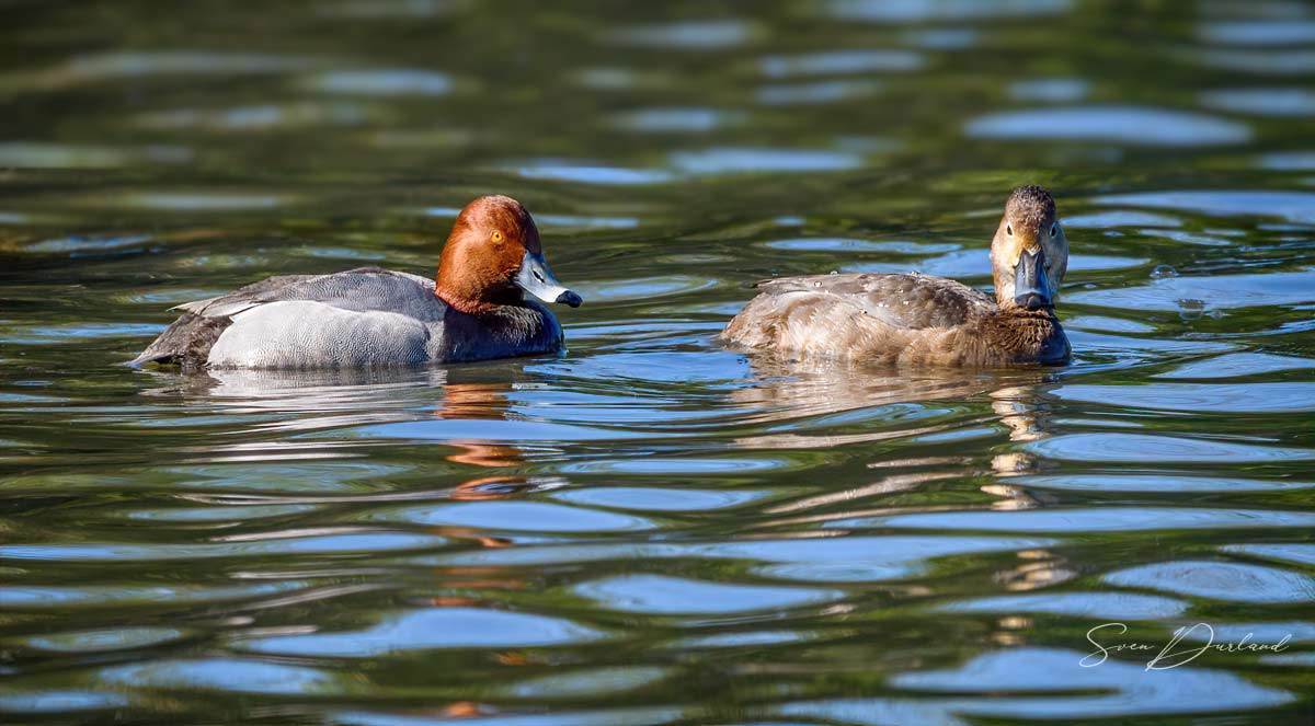 Redhead duck pair