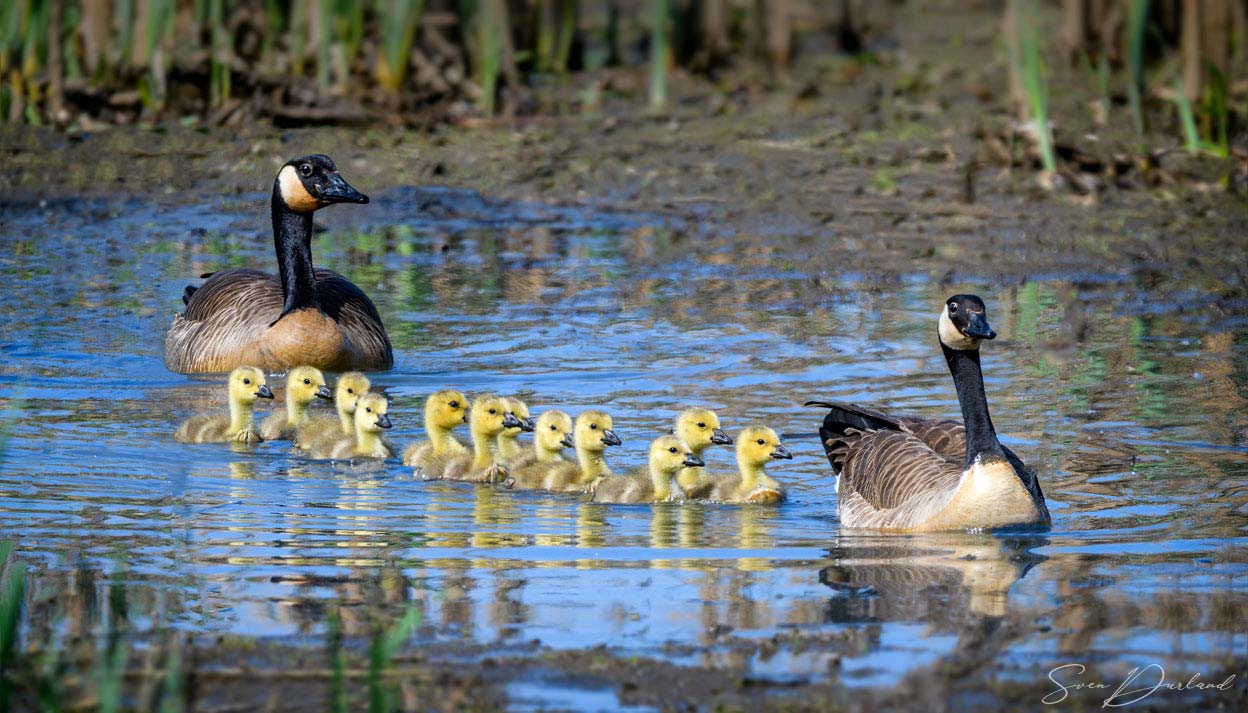 Canada Goose family of 14