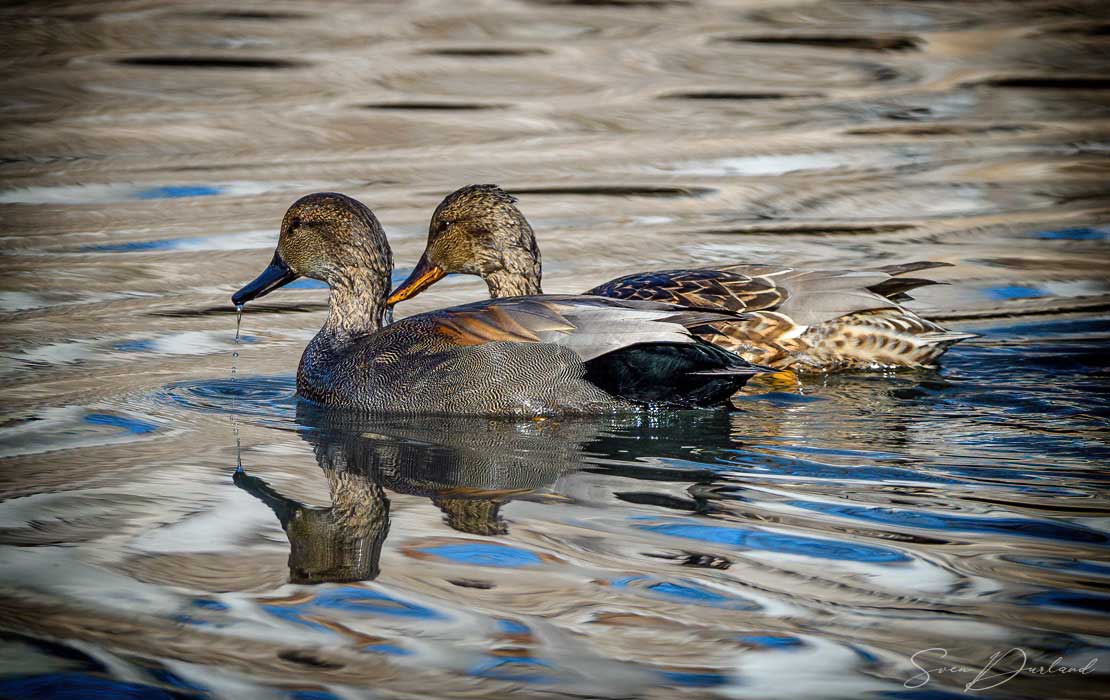 Gadwall - pair