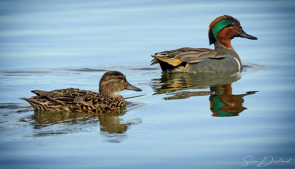 Green-winged Teal - pair
