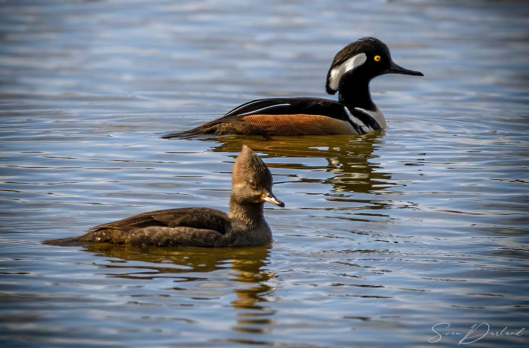 Hooded Merganser - pair