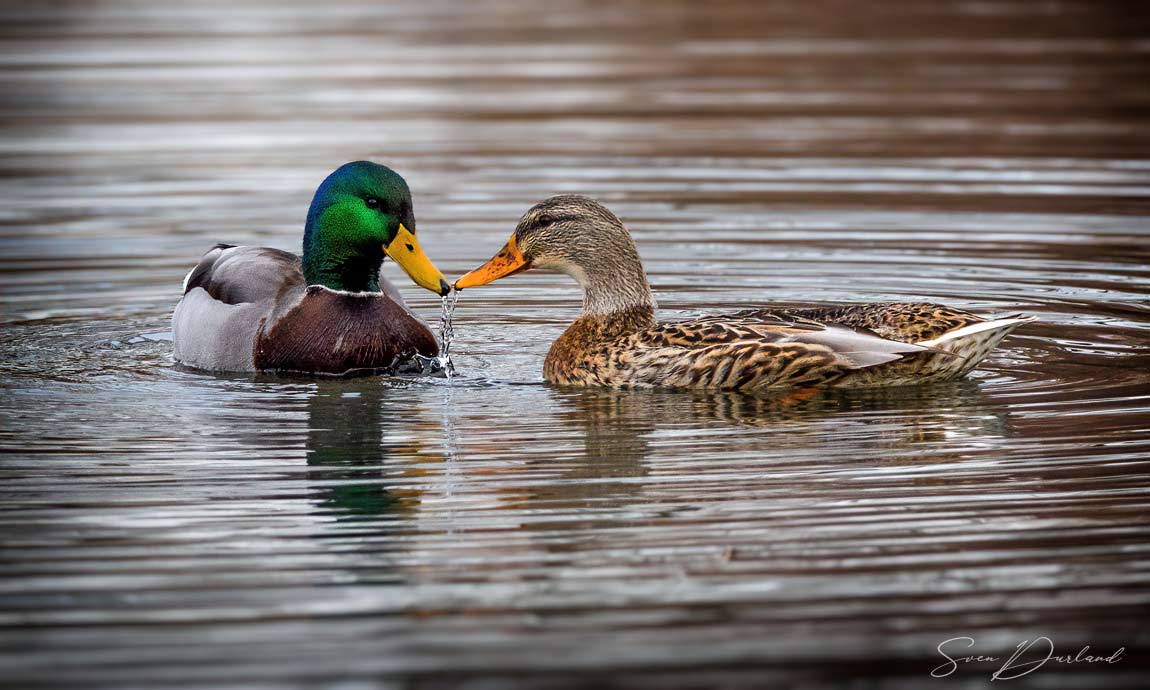 Mallard - pair