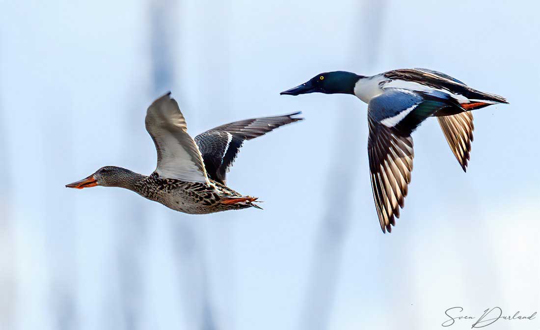 Northern Shoveler - pair in flight