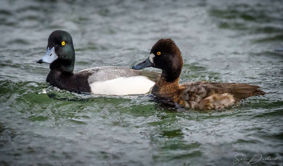Greater Scaup - pair
