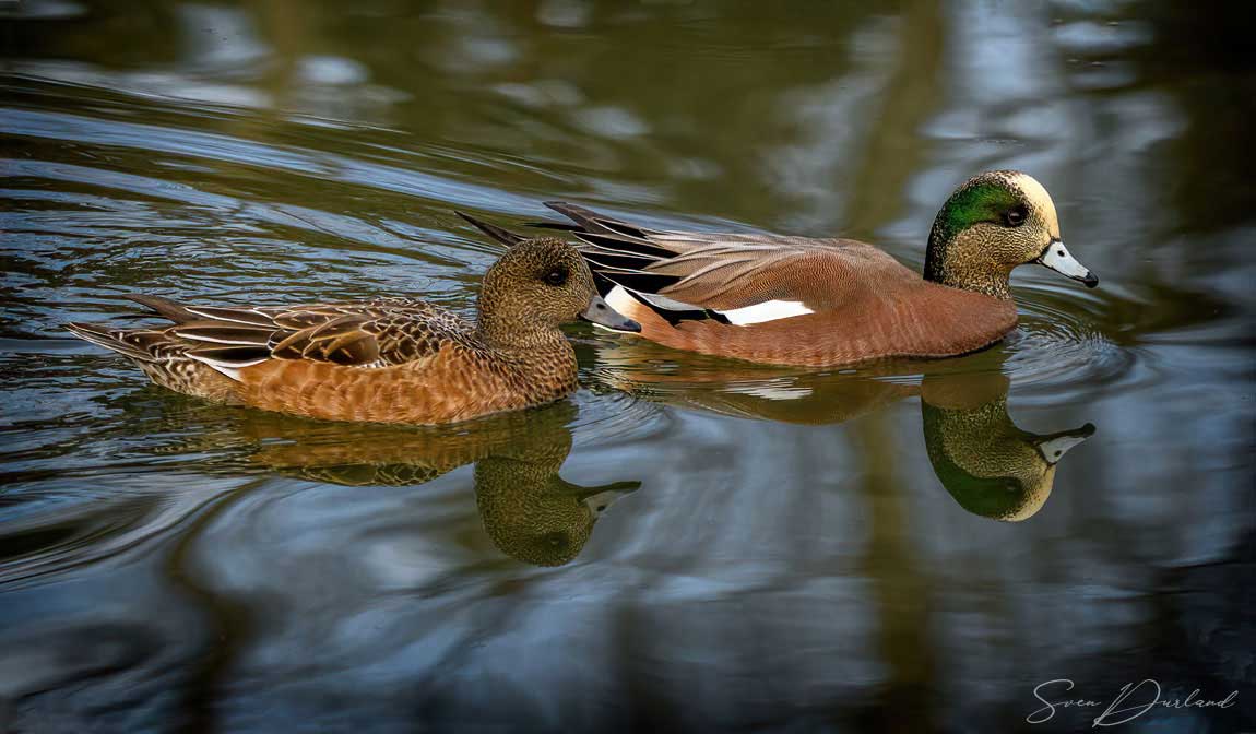 American Wigeon - pair