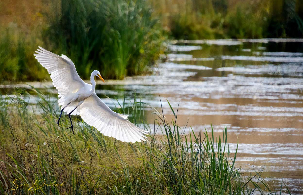 Egret in flight landing