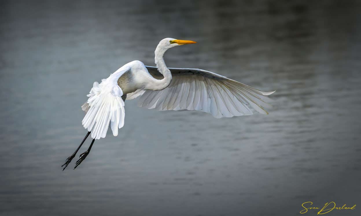 Great White Egret in flight