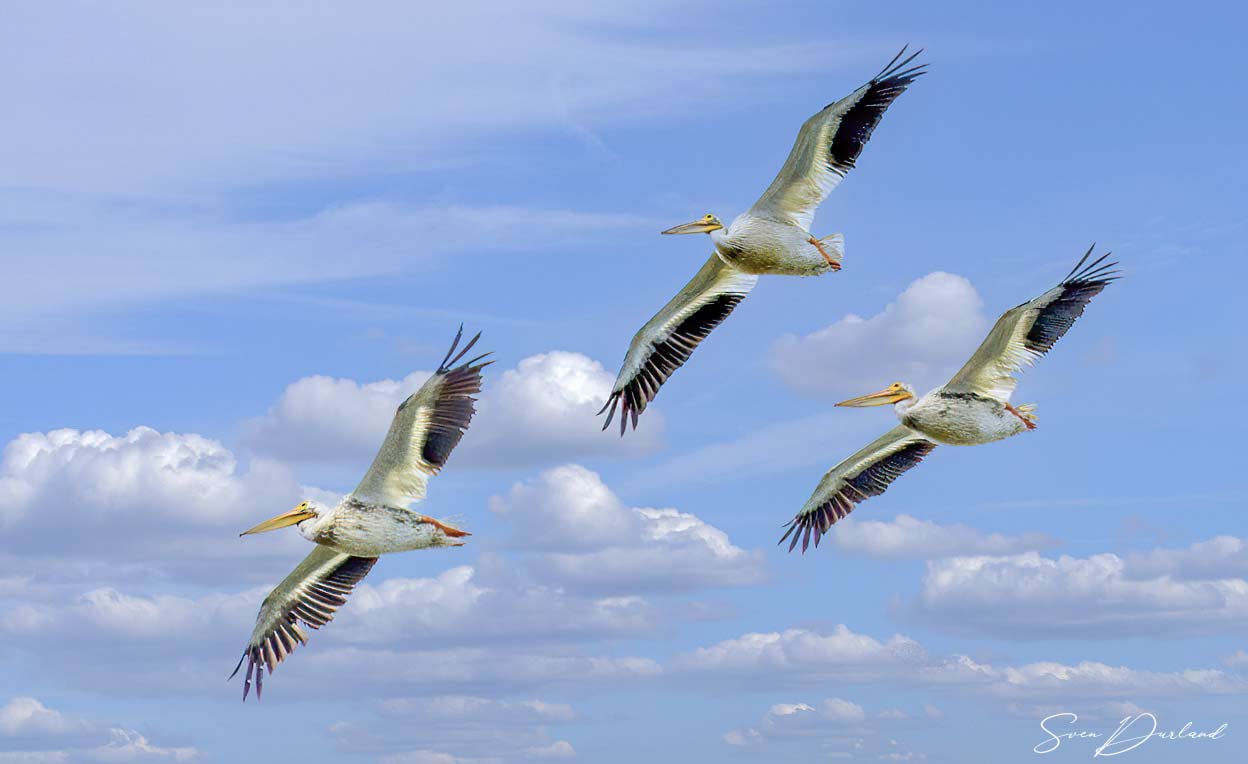 American White Pelicans in flight