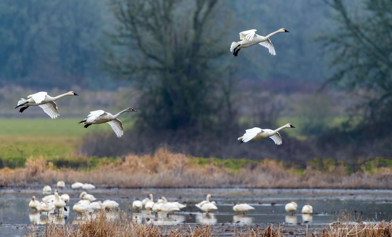 Tundra Swans in flight
