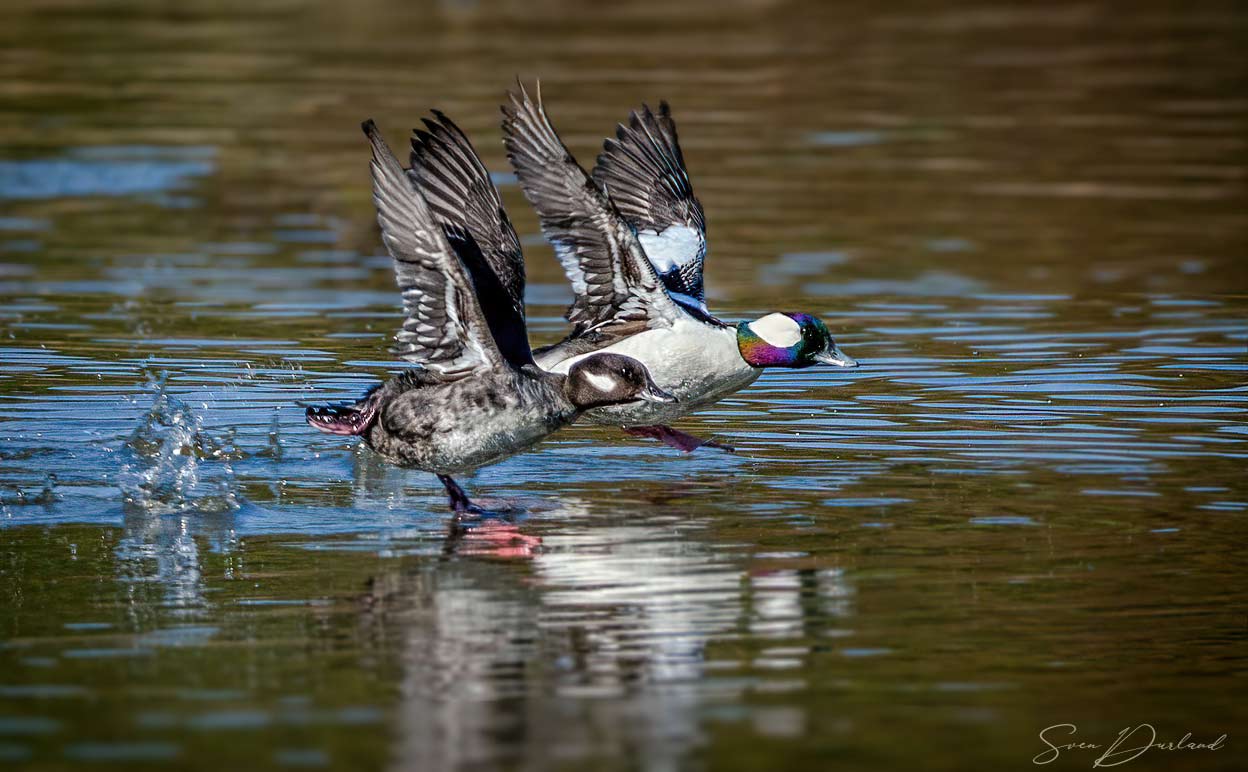 Bufflehead pair taking flight