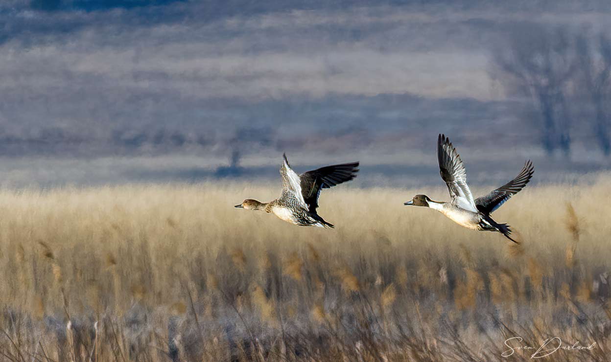 Pintail pair in flight