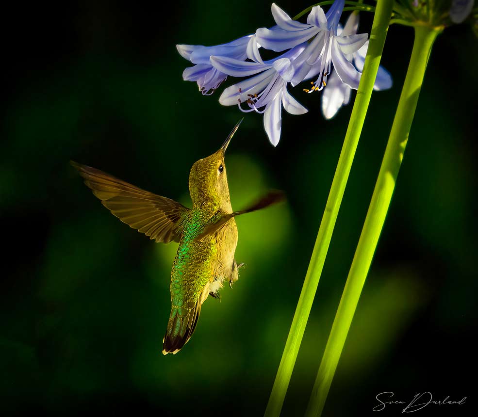 Hummingbird hovering