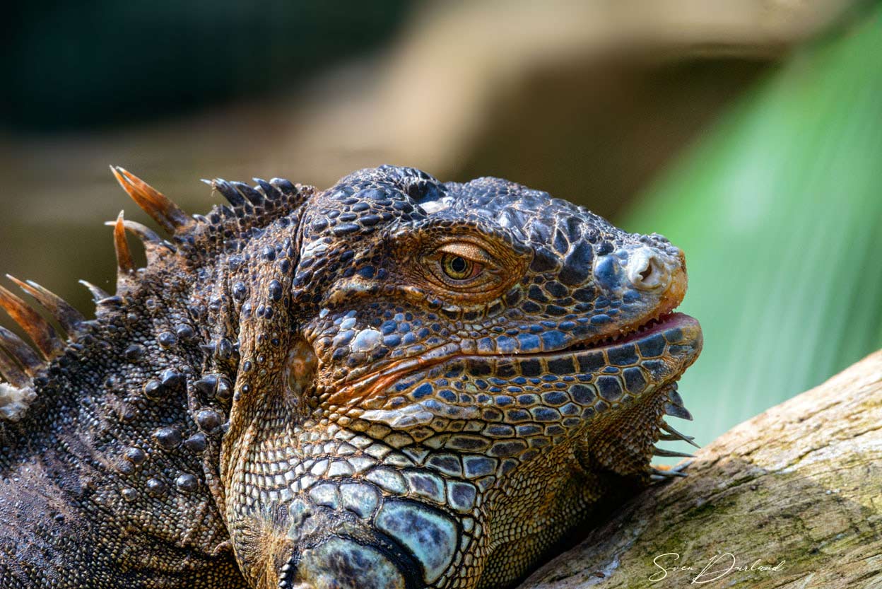 Iguana, Brazil
