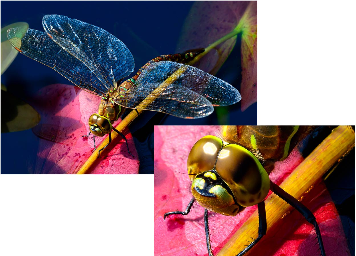 Dragonfly