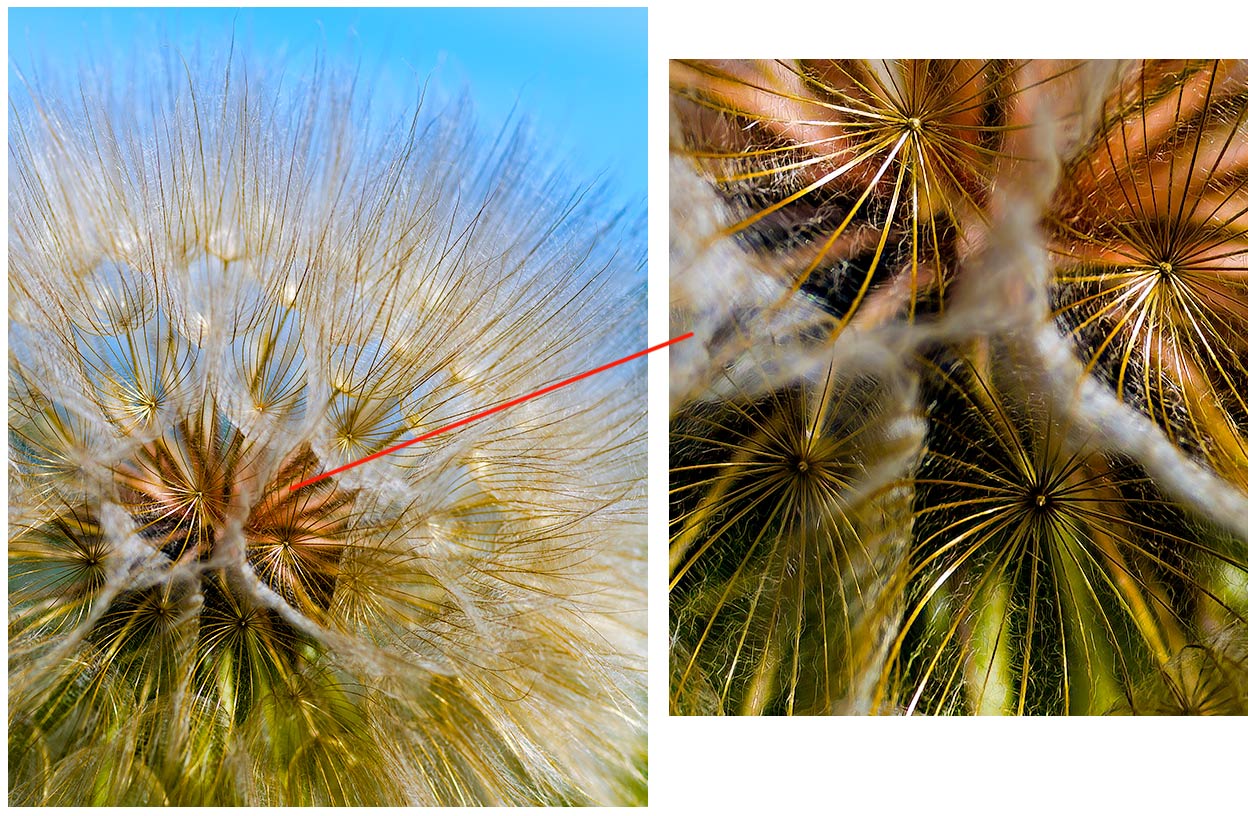 Seed ball
