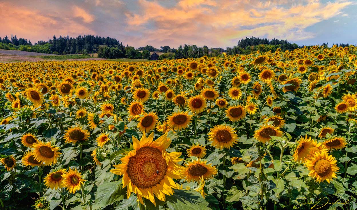 Sunflower field