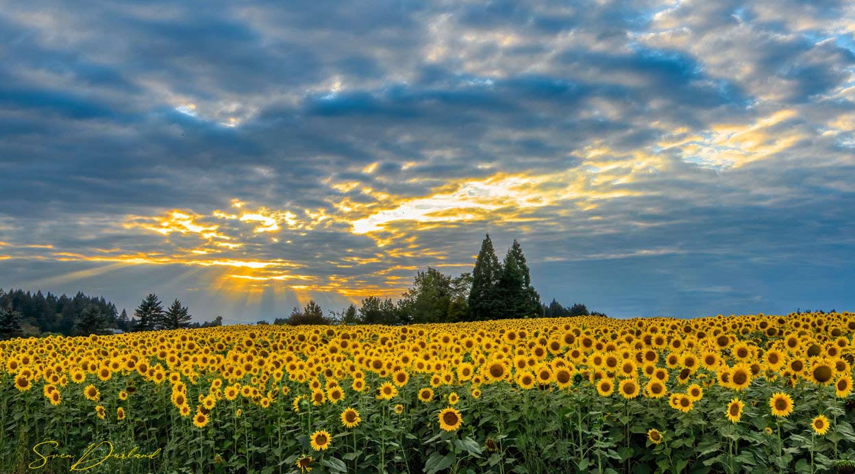 sunflower field, Oregon