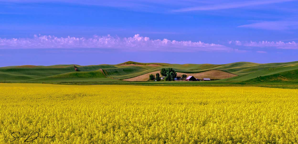 Canola Field in The Palouse