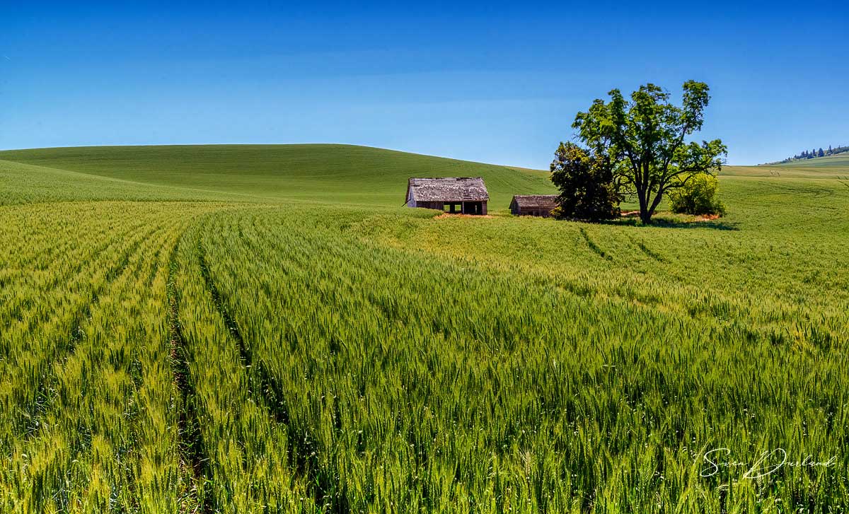 wheat field in the Palouse