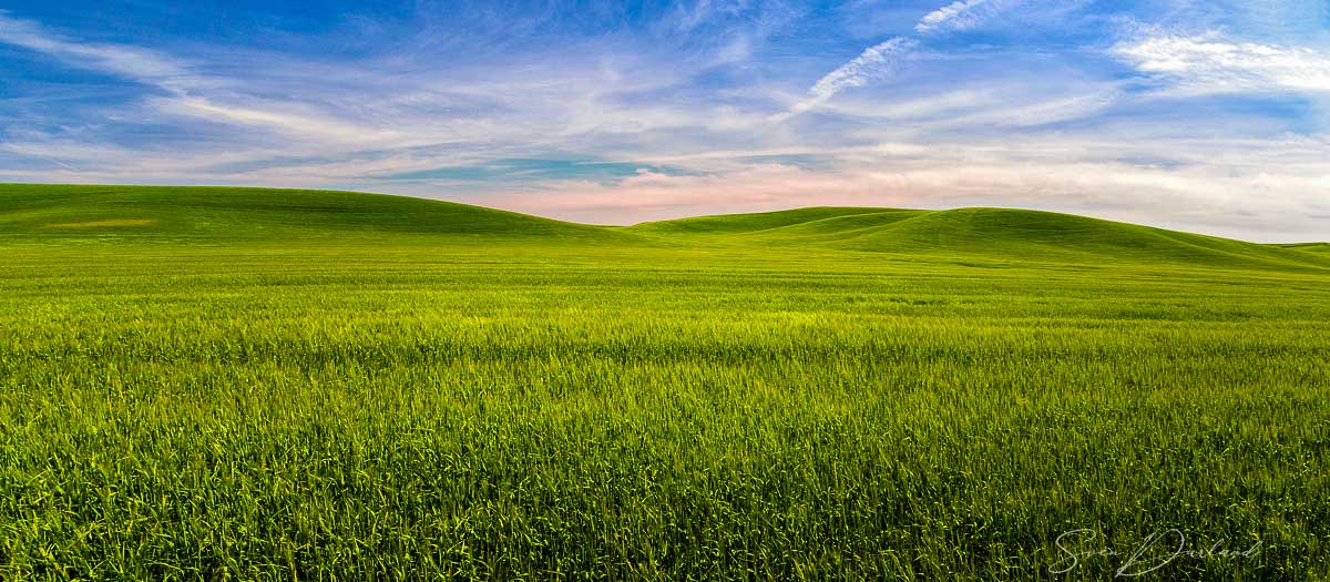 wheat field in the Palouse