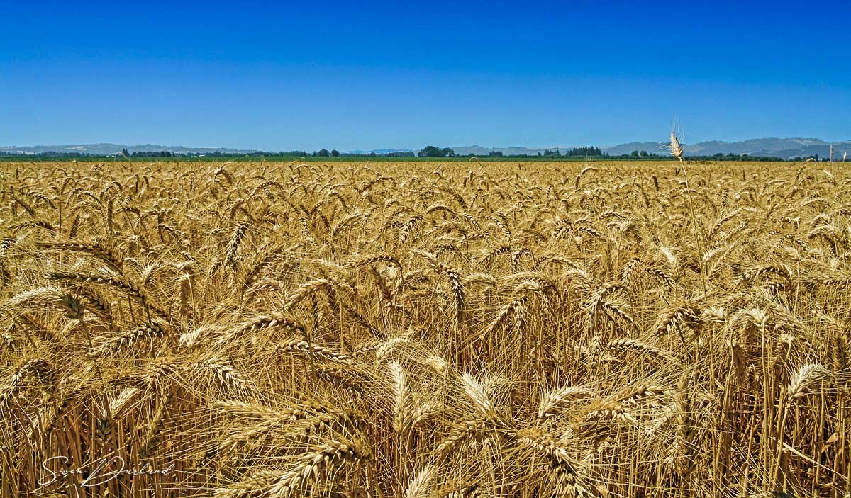wheat field, Oregon