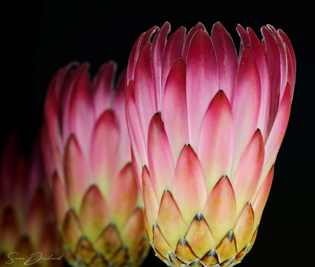 Tropical flowers Close up