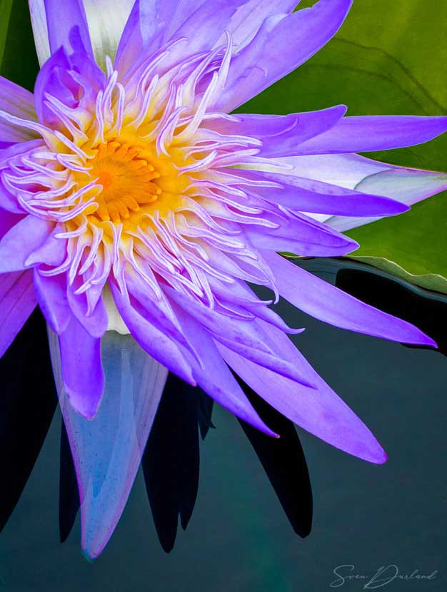 Water lily Close up