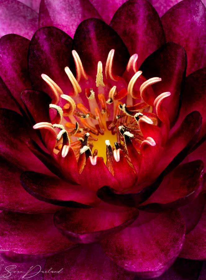 Close up red water lily