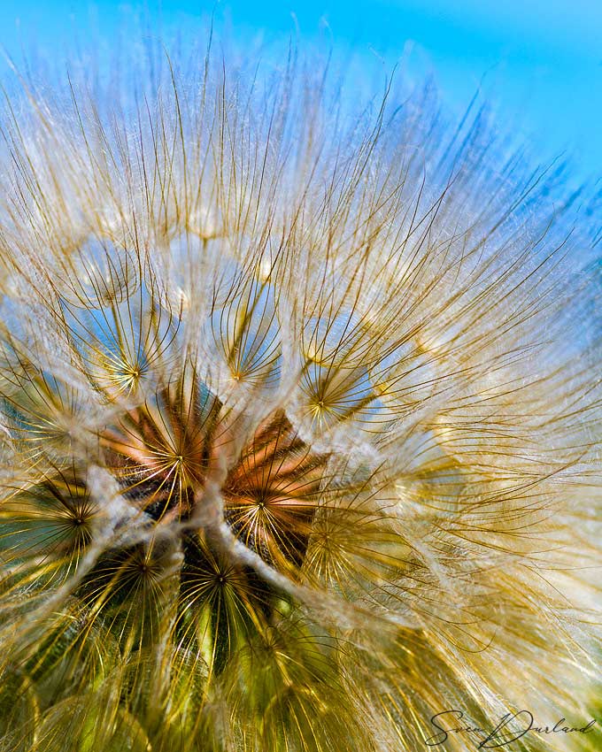 Close up seed ball