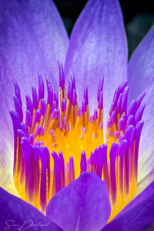 Close up water lily
