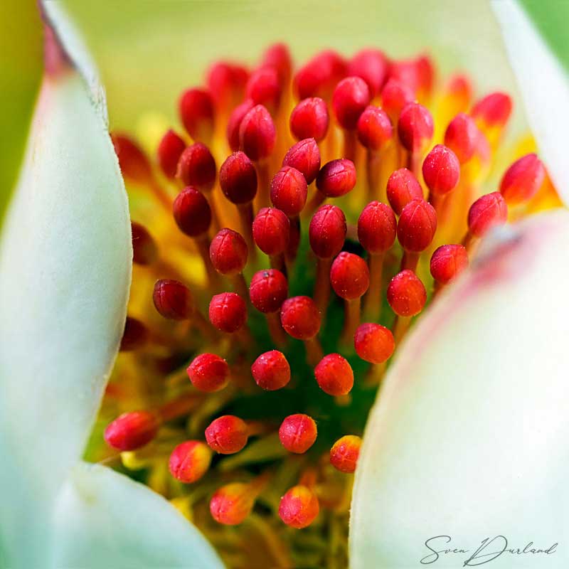 Water lily Close up