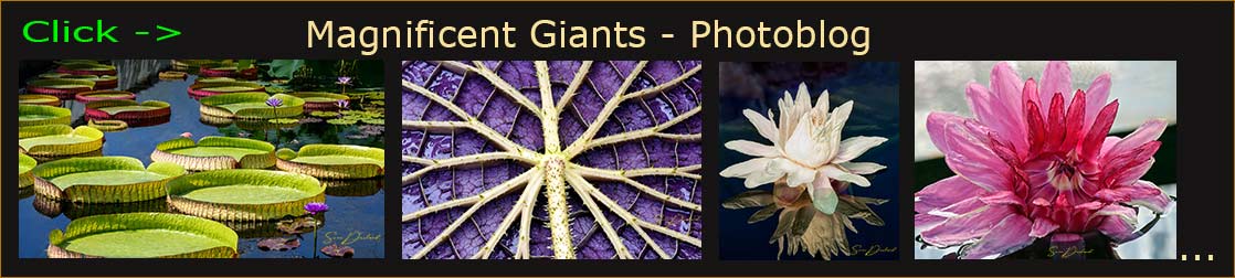 Photoblog header