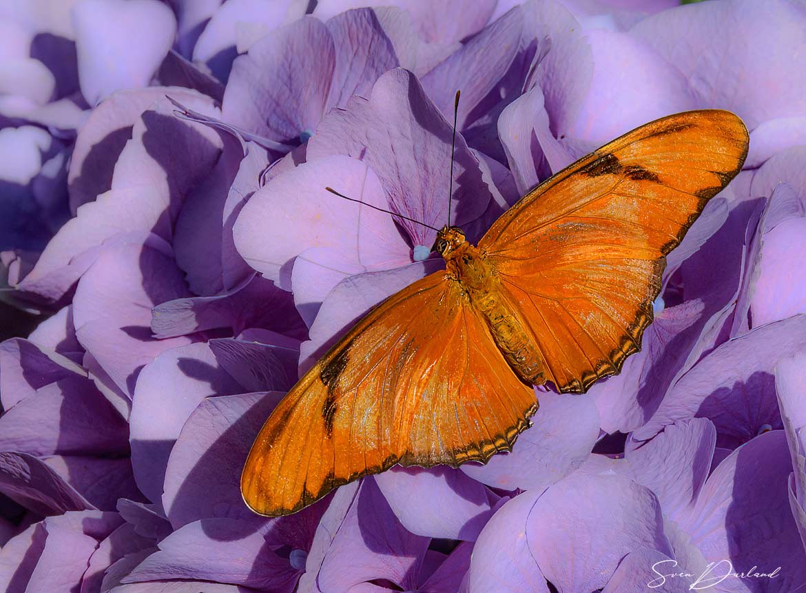 Julia butterfly close up