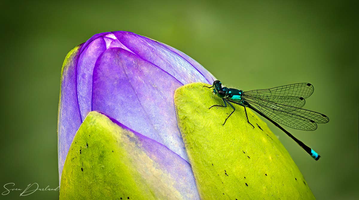 Damselfly