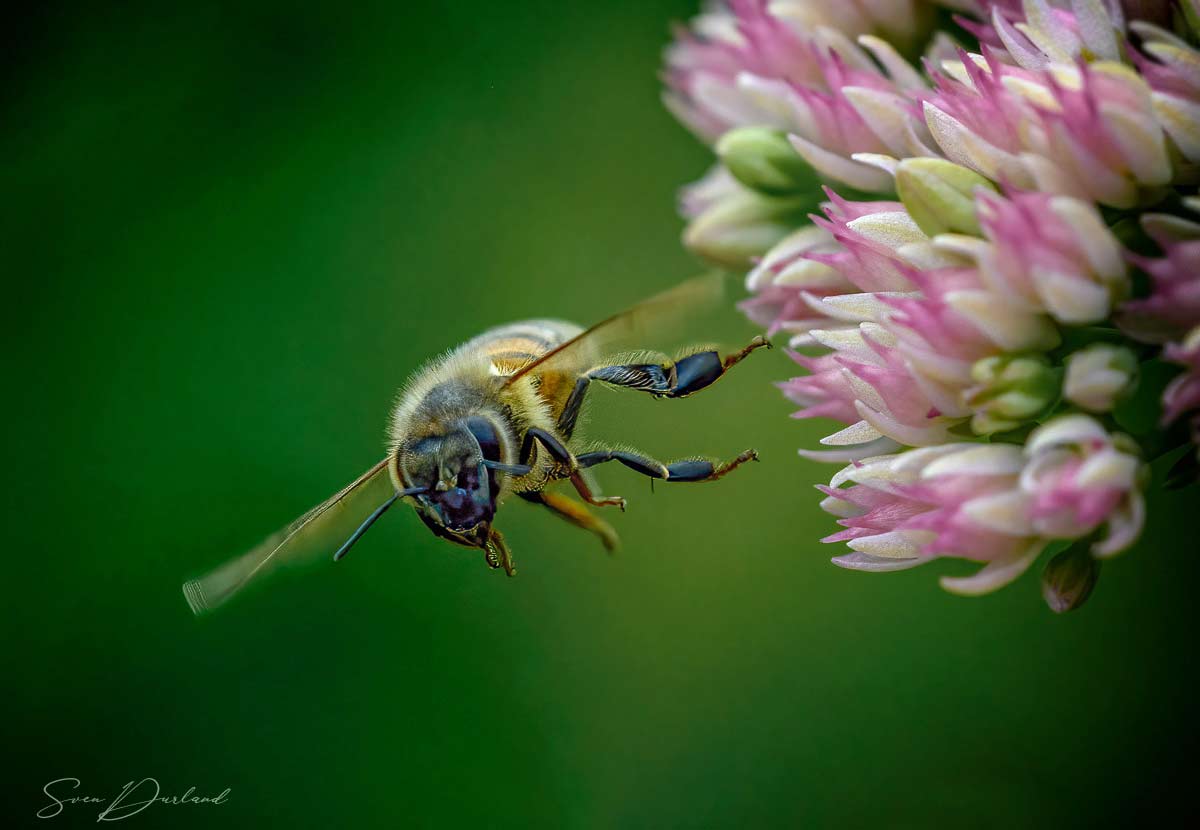 Bee in flight