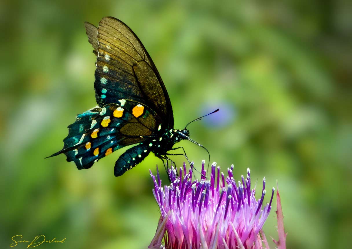 Swallowtail Butterfly close up