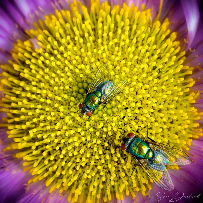 Flies close up